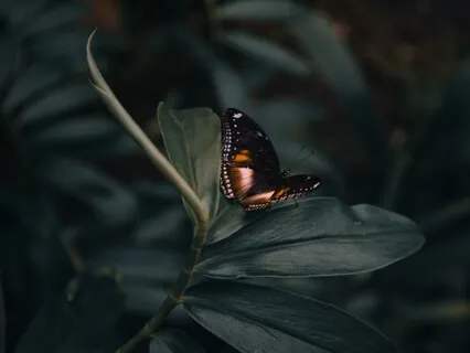 Psyche – The Legend Of A Girl Who Became A Goddess