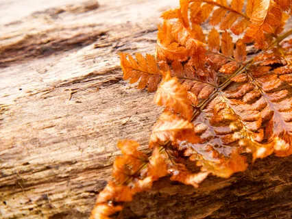 Psychosomatic Work Has Become The New Holy Grail Of Healing For Me