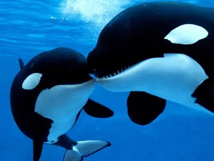 Water Element Meditation – Mermaid & Orca Healing