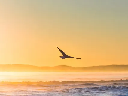 Птица Счастья