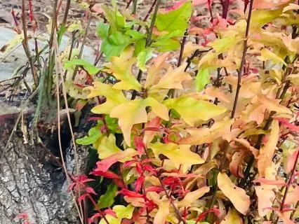 Pulse & Breath (Five Minute Drum & Flute)