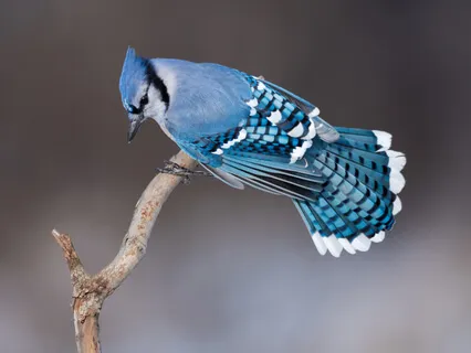 Pupils Of The Blue Jay
