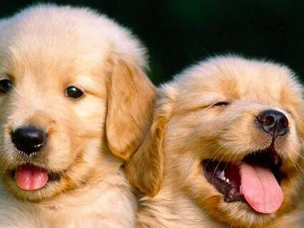 Puppy Adventure (Bedtime Story)