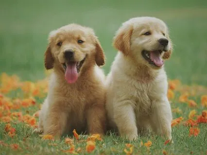 Puppy Cuddles Guided Imagery Visualization