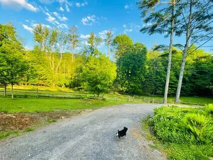 Puppy Finds Her Way Home! A Sleep Story For Children