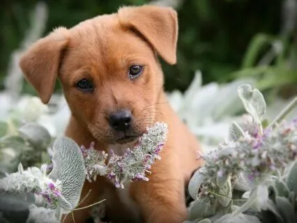 Puppy Palace | Bedtime Story For All