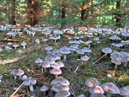 Pure Abundance - Transcending Your Incorporation