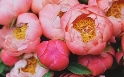 Pure & Clean Positive Energy Vibration