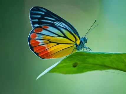 Pure Breath Awareness 