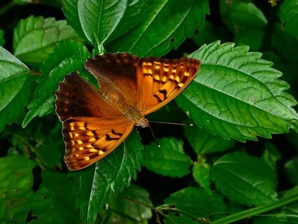 Pure Brown Noise & MusicFor Deep Mindfulness