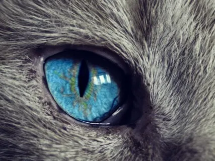 Pure Focus Music XXL