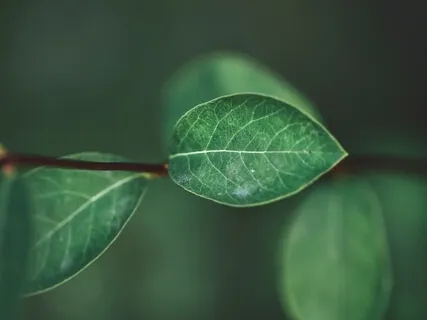 Pure Gamma Frequency