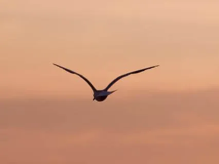 Pure Golden Ratio 432 Hz