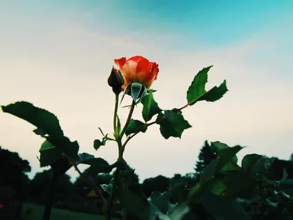 Pure Love: Connect With Your Loved Ones In Challenging Times