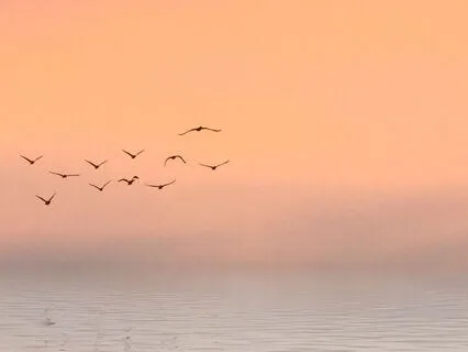 Pure Love: Manifest Remarkable Relationships