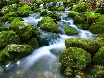 Pure Nature Sounds: Woodland Stream - 2.5 Hours