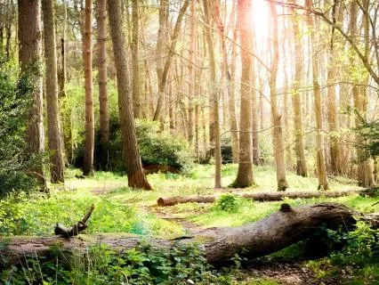 Pure Presence: A 7-Minute Meditation In Stillness