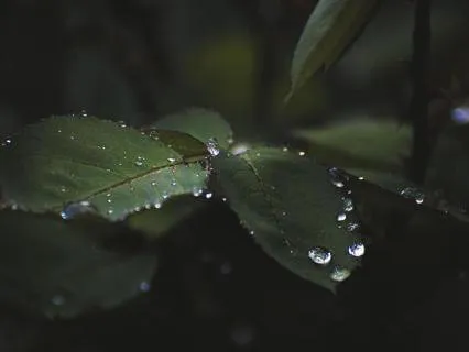 Pure Theta Rain 417 Hz Sleep Music 8 Hours