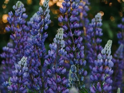 Pure Violet Noise - 1 Hour