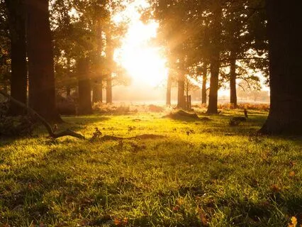 Purely mindful - A Meditation for Stress and Anxiety Relief