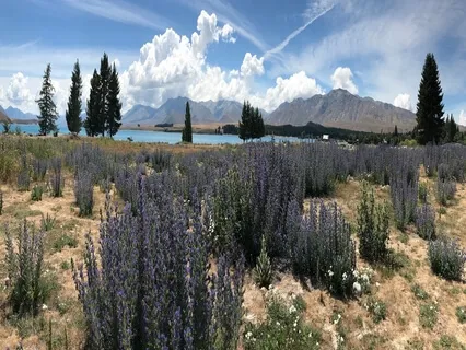 Purest Soothing OM 432Hz