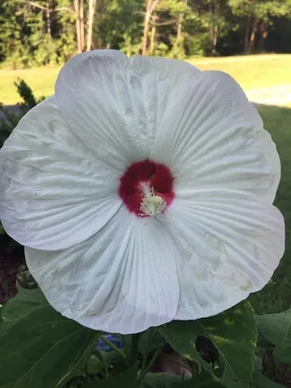 Purification with the Elements