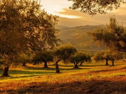 Purify The Emotions Of The Heart Chakra