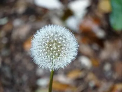 Purifying Your Mind and Heart Meditation