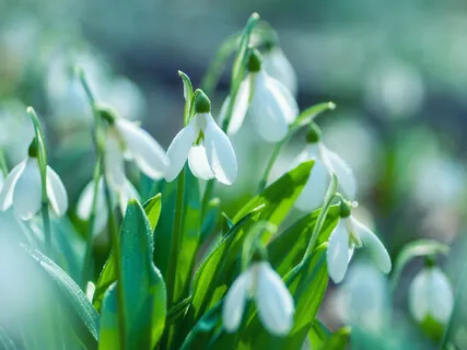 Purnamidah Mantra Chanting