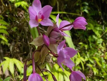 Purple Flute Song For The Purple Flowers At Hale 'I'iwi