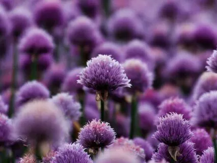 Purple Healing For Pets: Spiritual Support And Rest