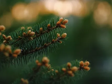 Purposeful Pause - Drop Into Senses 