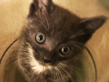 Purr Bath: A Soundscape Of Crystal Singing Bowls & Purring