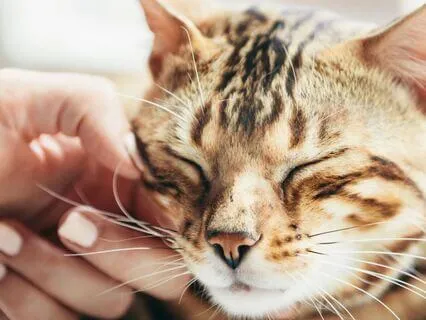 Purring Calm – Cat Purr With Brown Noise