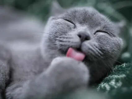 Purring Cat Soundscape - Cosmic Cats - Relaxing - Soothing