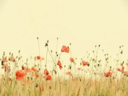 Pursuit [Gapanowicz]