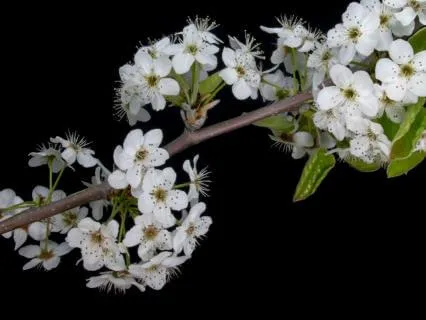 Pyrus - Music For Relaxation & Stress Relief