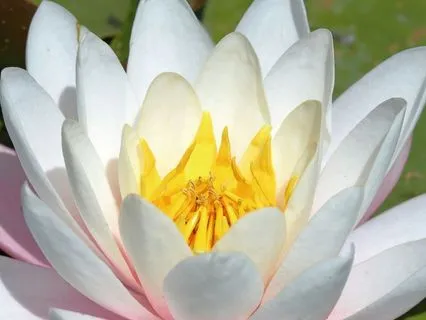 Qi Gong Lotus Flow: Renewal & Grace