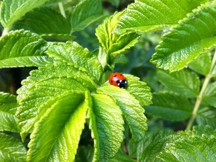 薔非的薄荷正念芳療冥想 Magic Mint Guided Meditation