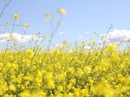 薔非的豐盛與愛靜心冥想 Open to Receive Love and Abundance Meditation