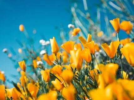 薔非的 I AM Beautiful 肯定句冥想 I AM Beautiful Guided Meditation