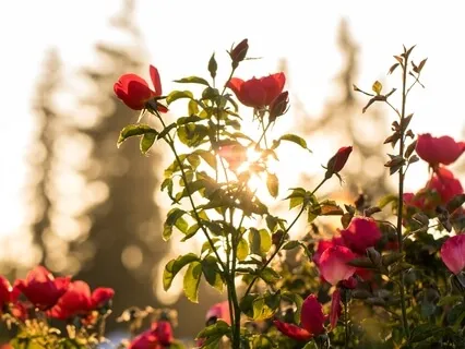 薔非的玫瑰正念芳療冥想 Beautiful Rose Guided Meditation