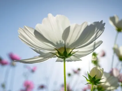 薔非的脈輪淨化冥想 Inward Journey : 7 Chakras Guided Meditation