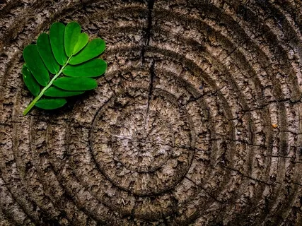 薔非的檀香正念芳療冥想 Soothing Sandalwood Guided Meditation