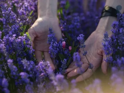 薔非的薰衣草正念芳療冥想 Healing Lavender Guided Meditation