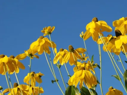 薔非的早晨靜心冥想 I AM Morning Guided Meditation