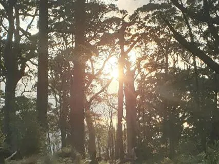 Qigong Energy Clearing