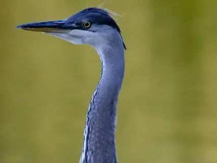 Qigong Standing Meditation For Grounded Presence
