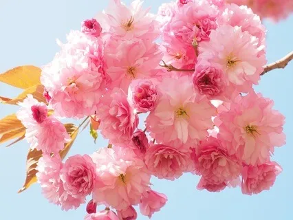 Quan Yin Transmission