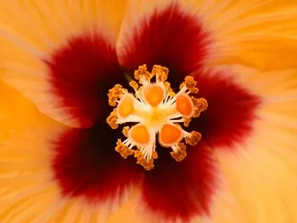 Quantum Focus - Increase Focus • Concentration • Memory